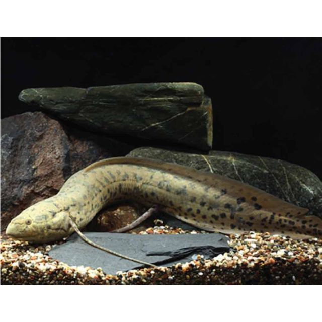 Protopterus annectens 20-25cm