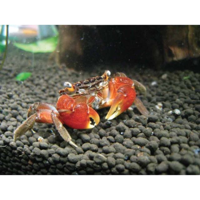 Pseudosesarma moeshi 5cm