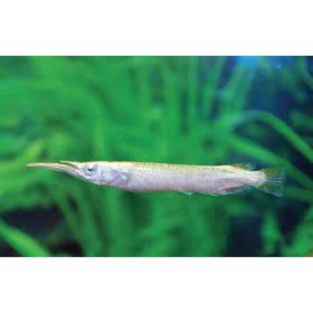 Dermogenys pusillus SILVER