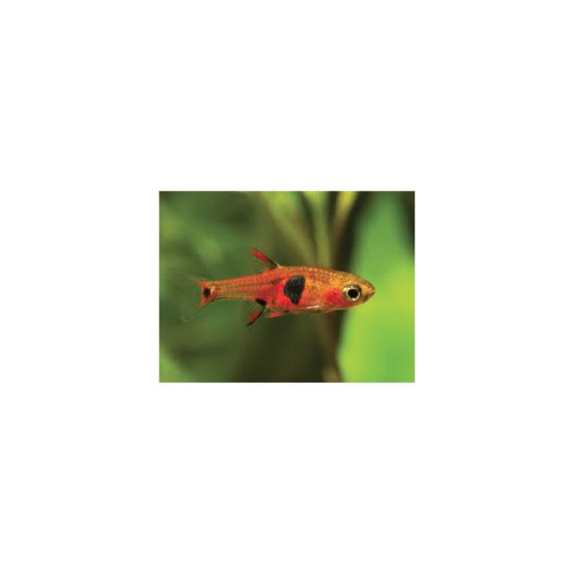 Rasbora naevus 1cm