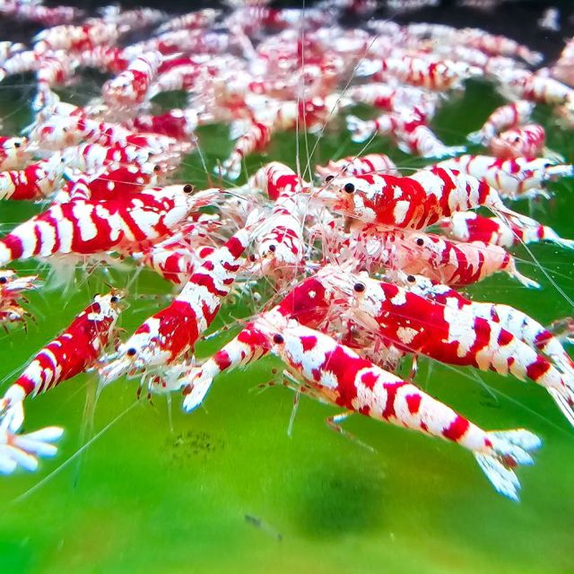 Neocaridina Tiger Red 1cm