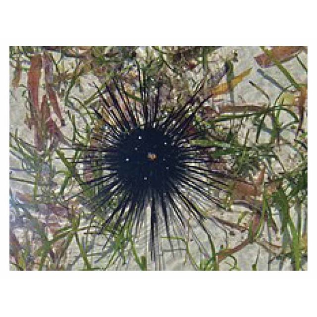 Diadema setosum