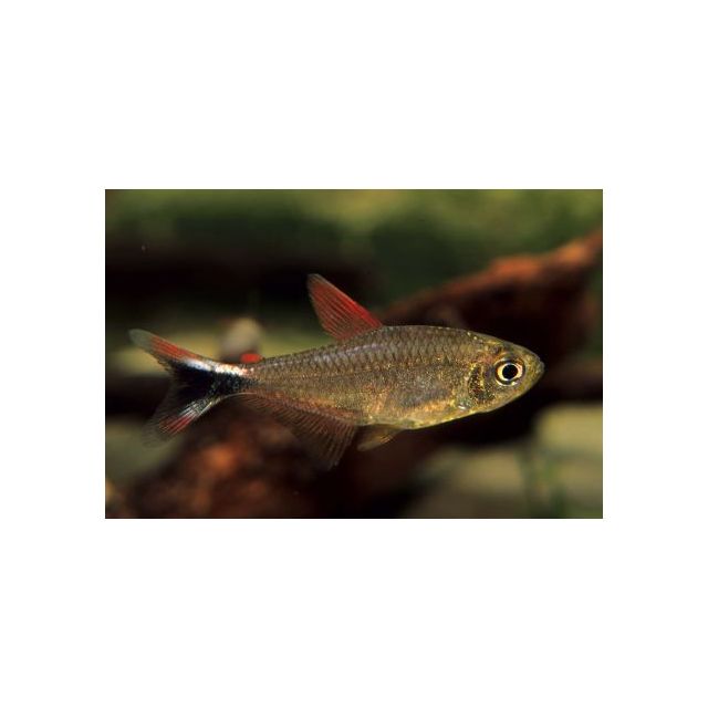 Hyphessobrycon Robustulus