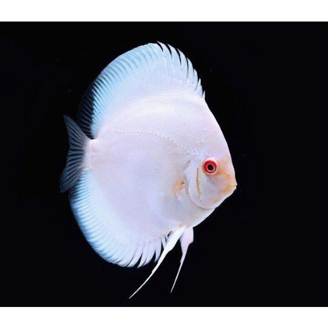 Diamond Albino 4/6cm