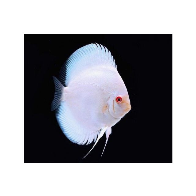 Albino 8/9cm