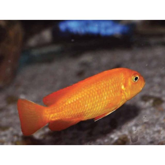 Pseudotropheus Saulosi coral red 4cm