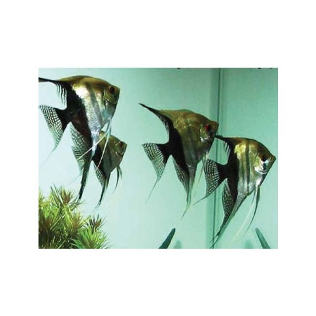 Scalare Bicolor Half Black 5cm