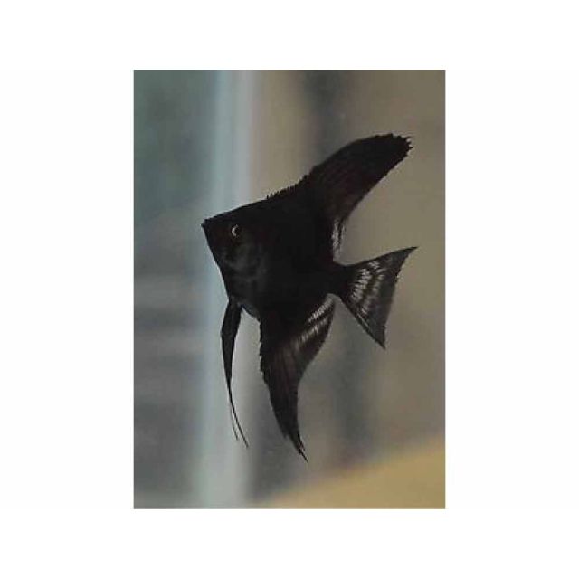 Scalare Black 5cm