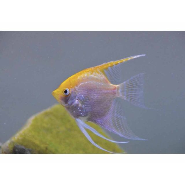 Scalare Gold 3-5cm
