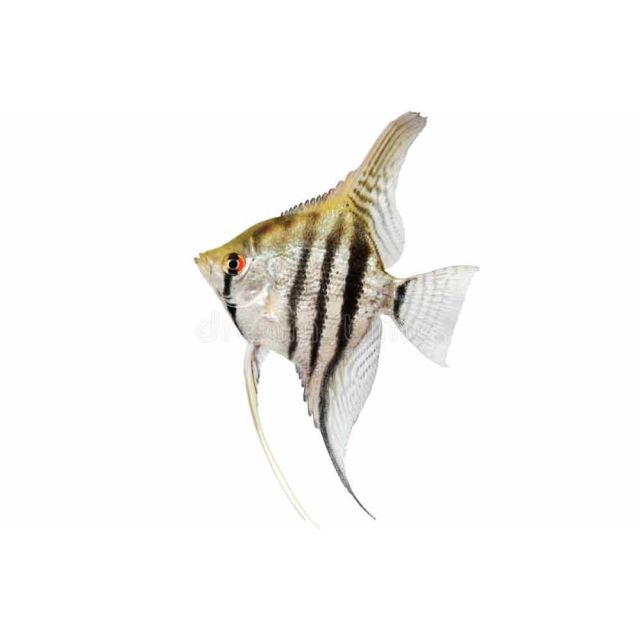 Scalare Zebra 4-5cm
