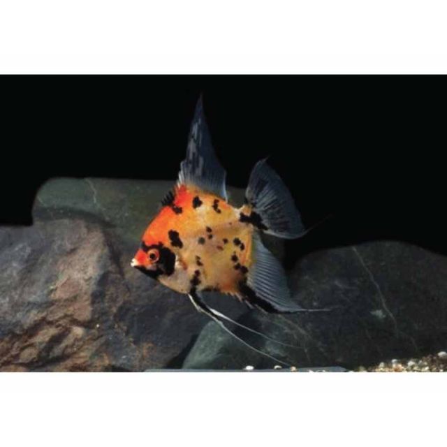 Scalare KOI 2-4cm