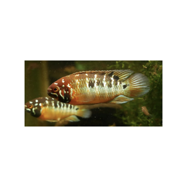 Nannacara Bimaculata 2-3cm