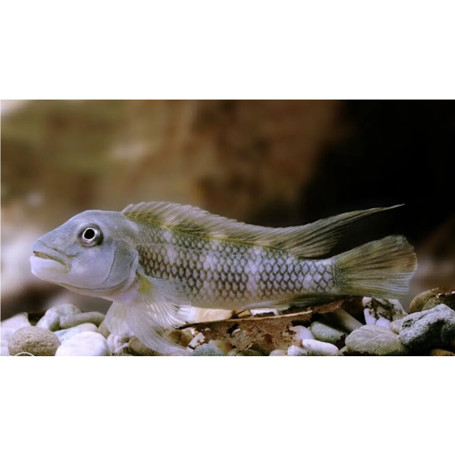 Steatocranus gibbiceps 3-4cm