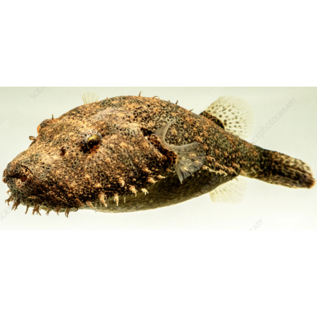 Tetraodon Baileyi 6-8cm