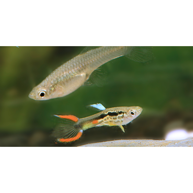 COPPIA Guppy Endler Campona No48 black green snakeskin