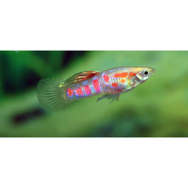 COPPIA Guppy Endler "Ginga Rubra“