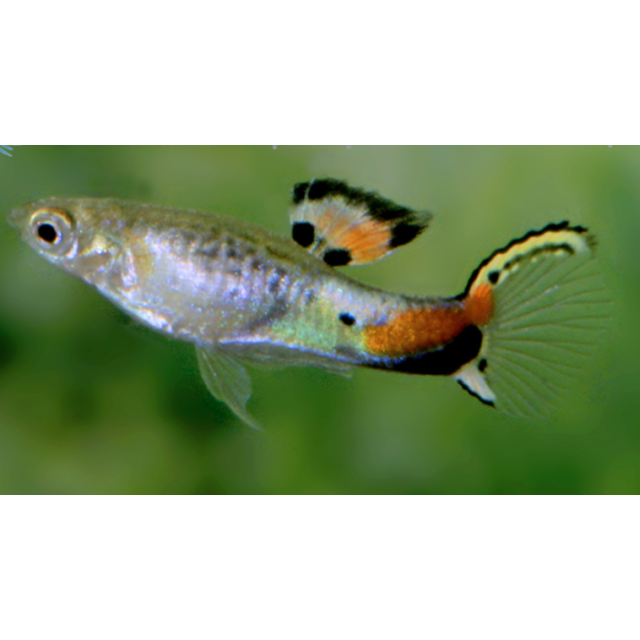 COPPIA Guppy Endler Campoma No31 "blue snake"