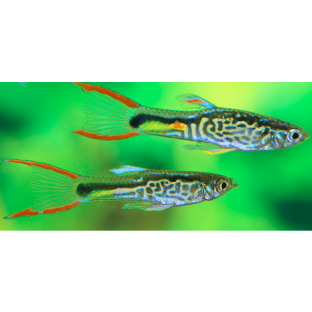 COPPIA Guppy Endler Campoma No46 "green snake"