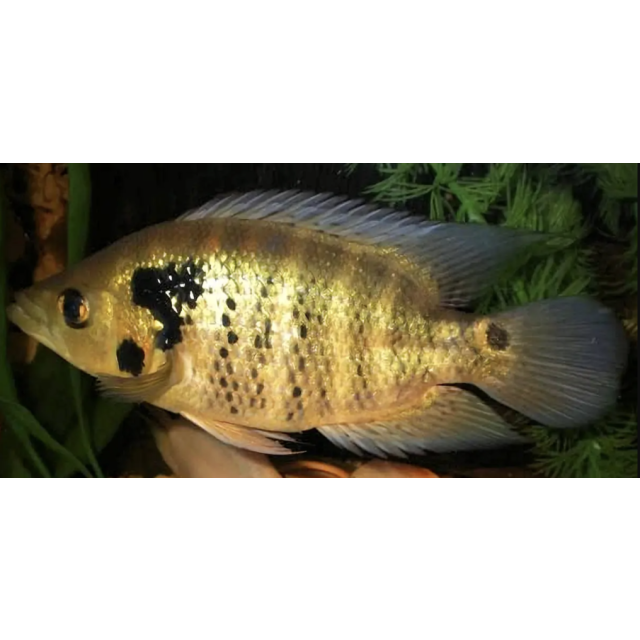 Caquetaia Kraussii 5-7cm