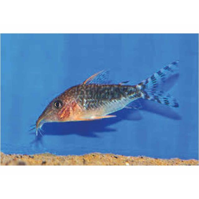 Corydoras seussi/gossei longnose 4-6cm