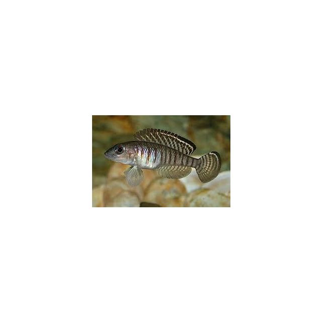 Neolamprologus Signatus 3-4cm