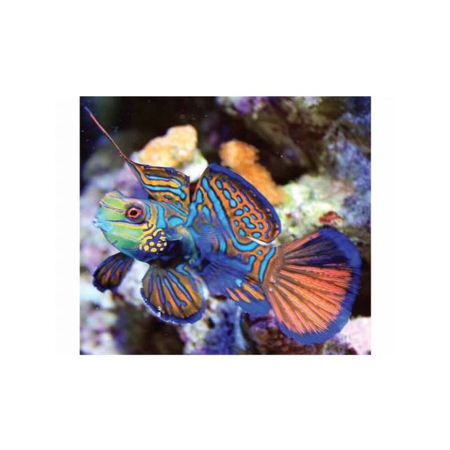 Pterosynchiropus splendidus 4/6cm