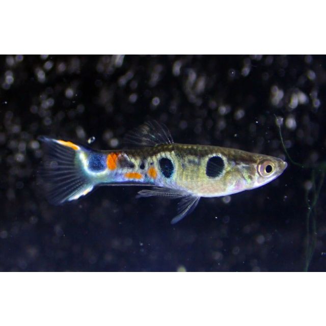 COPPIA GuppyEndler 3 spot 1-2cm