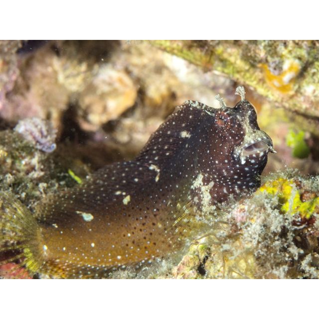 Salarias Ramosus 6/7cm