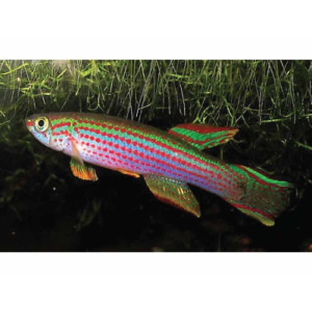 COPPIA Aphyosemion striatum 3-5cm