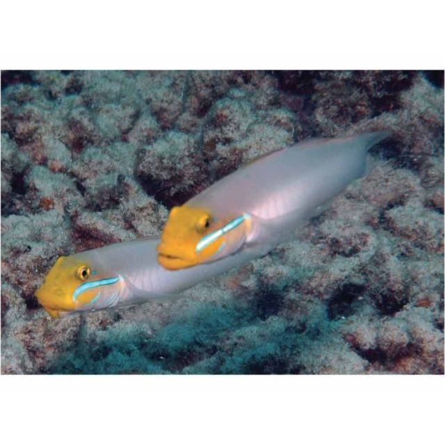Valenciennea strigata tg M