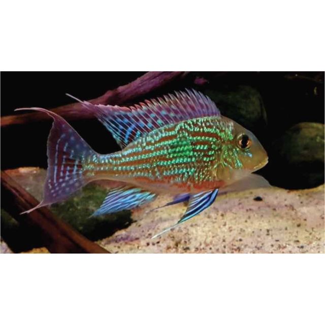Geophagus sveni araguaia 3-4cm