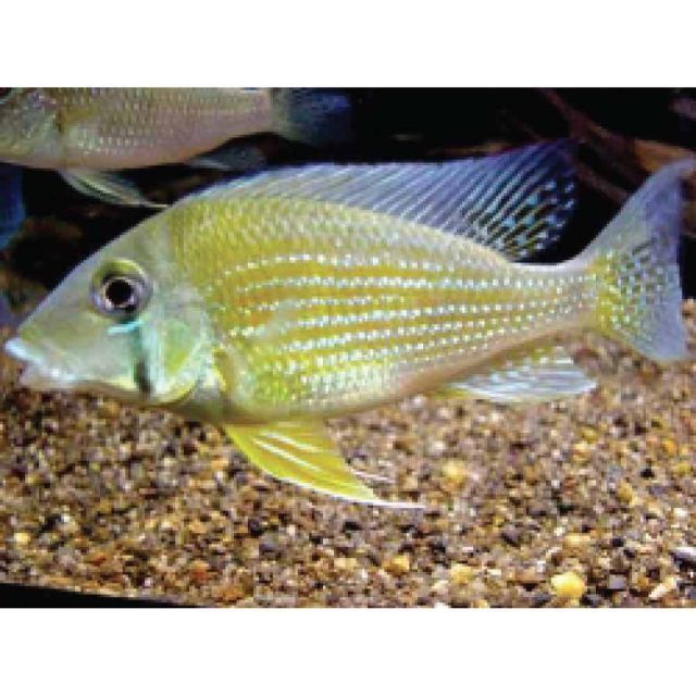 Geophagus taeniopareius 3-4cm