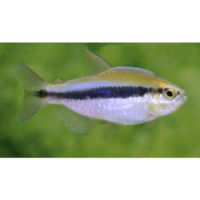 Hyphessobrycon Cyanotaenia 2-4cm