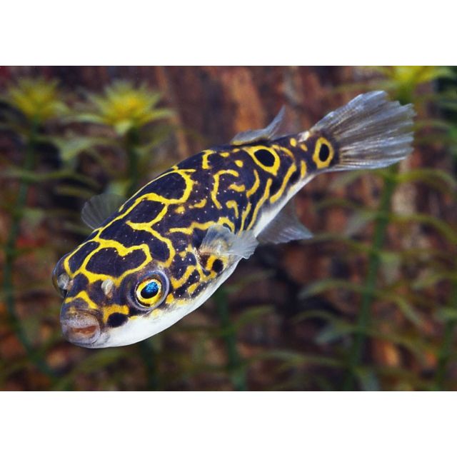 Tetraodon Biocellatus 4-6cm