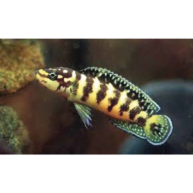 julidochromis transcriptus 4-5cm