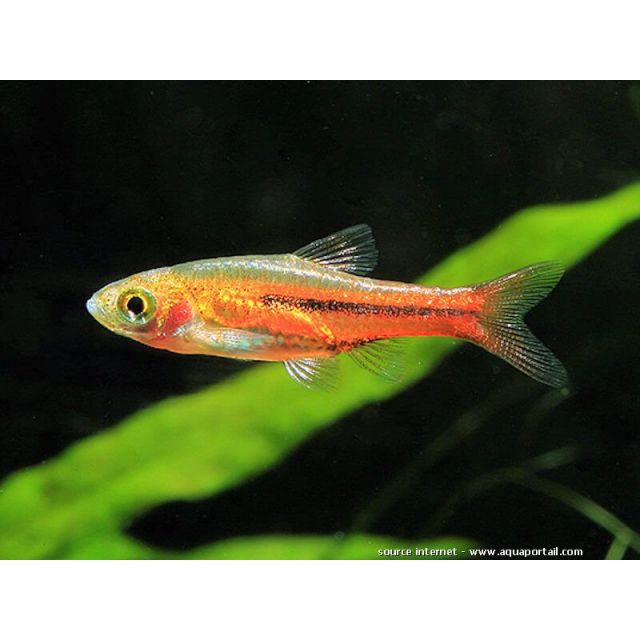Rasbora Somphongsi