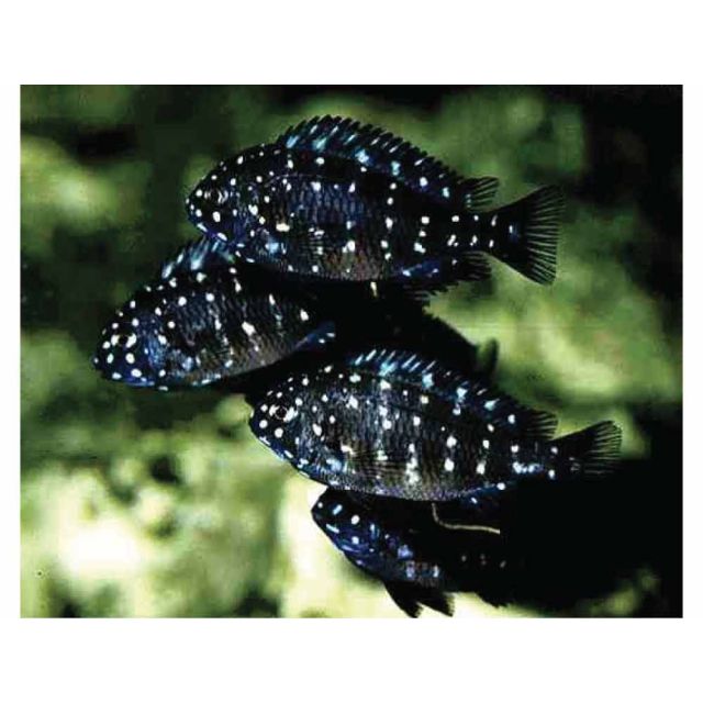Tropheus Duboisi Maswa 3-4cm