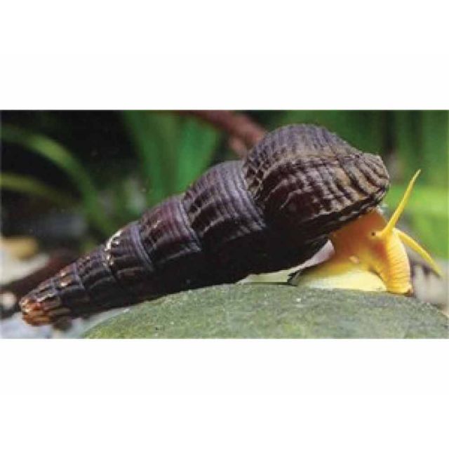 Tylomelania orange 4-5cm