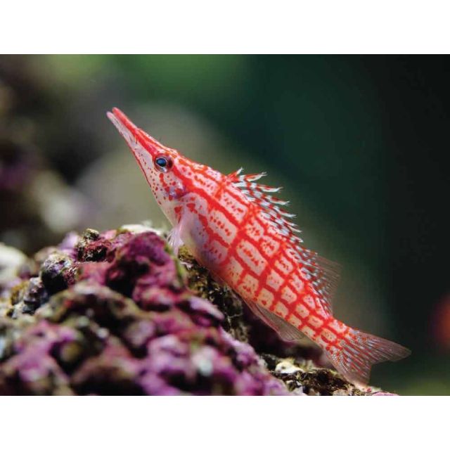 Oxycirrhites typus