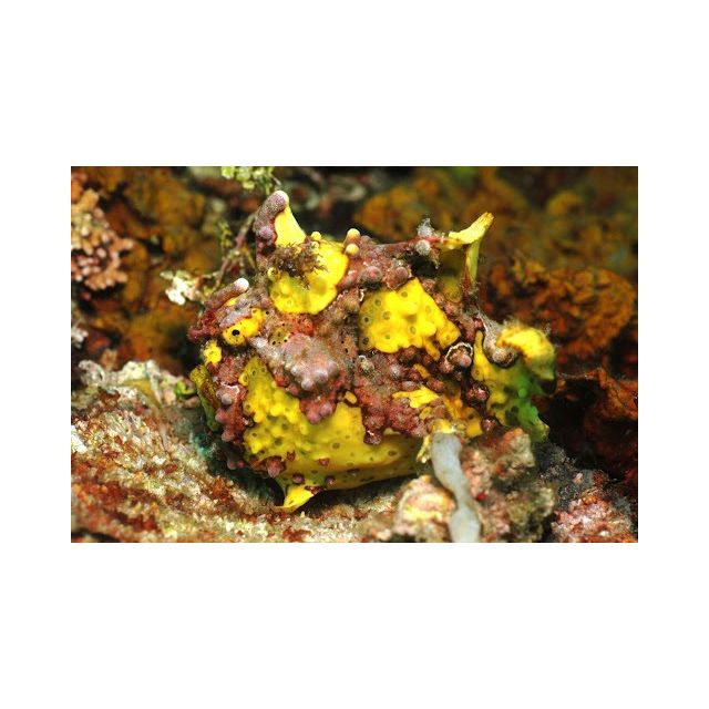 Antennarius Maculatus 6/8cm