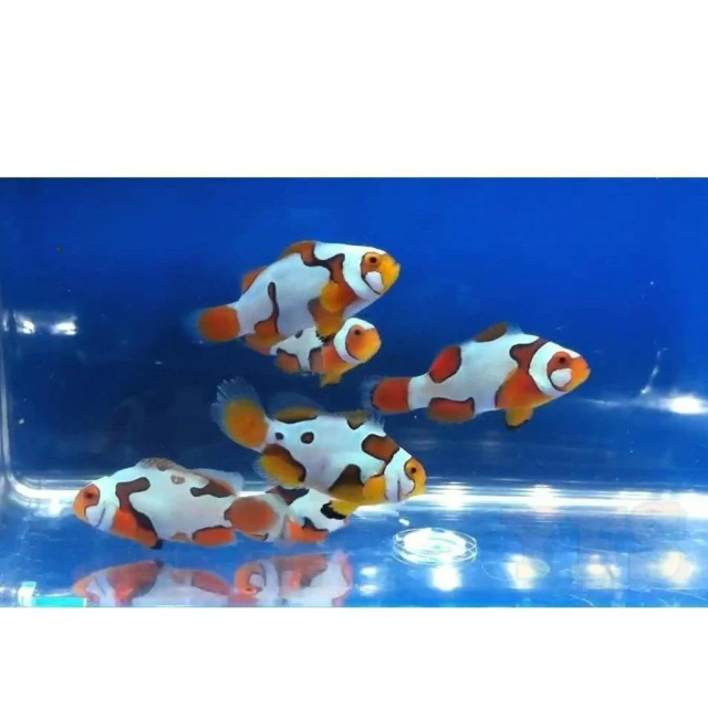 Amphiprion percula A2 5/7cm