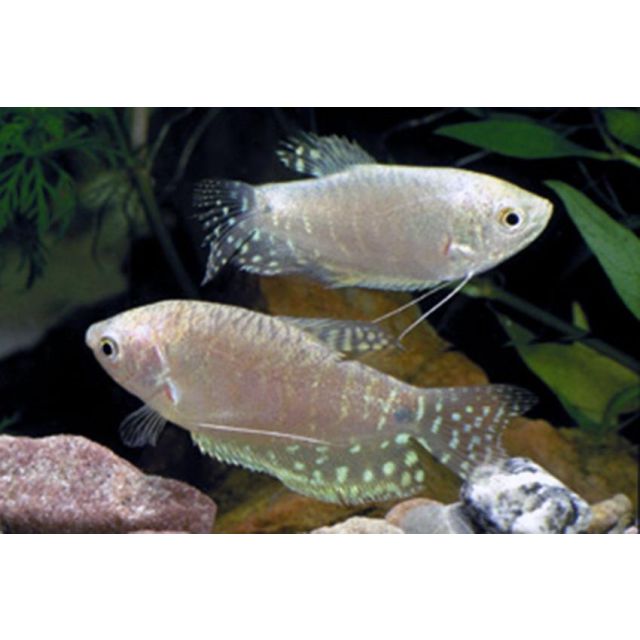 Trichogaster Silver 4-5cm