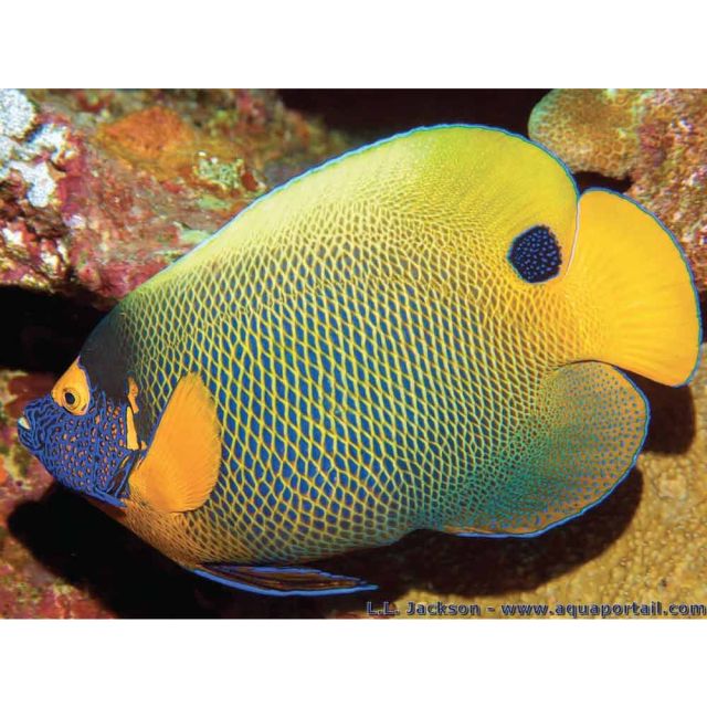 Pomacanthus xanthometopon Adulto 12/15cm