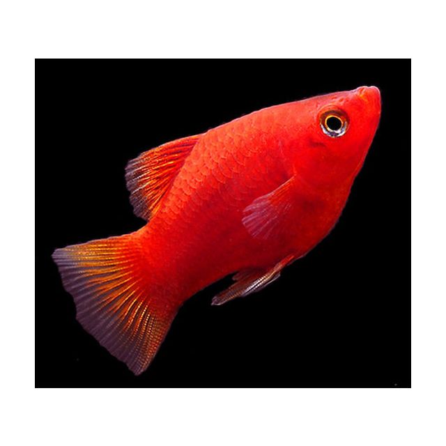 Platy Corallo 2cm