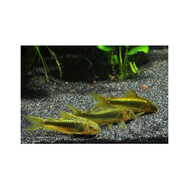 Corydoras Aeneus Neon Green Stripe CW009