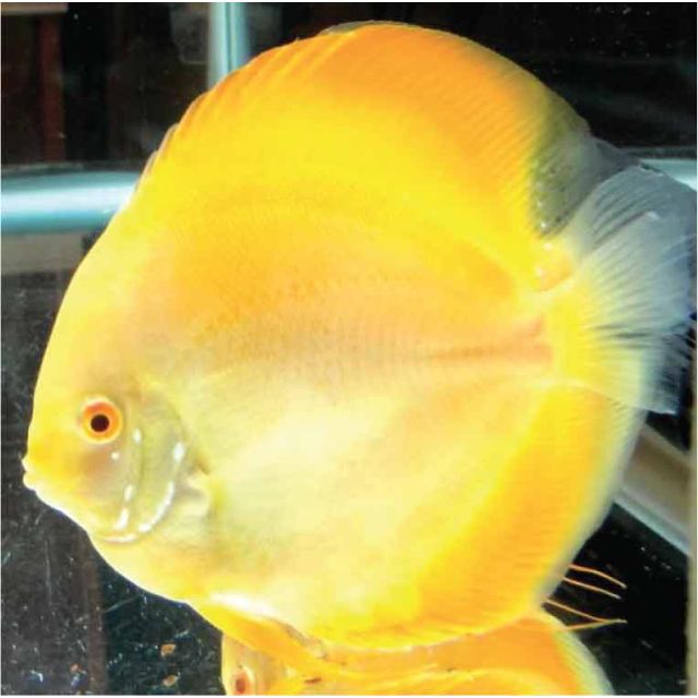 Yellow millenium 8/9cm