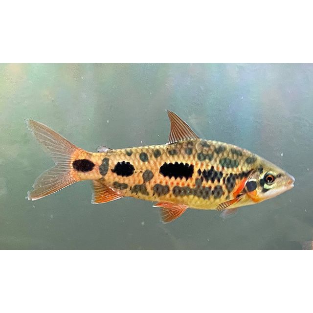 Leporinus sp. strawberry 4-6cm