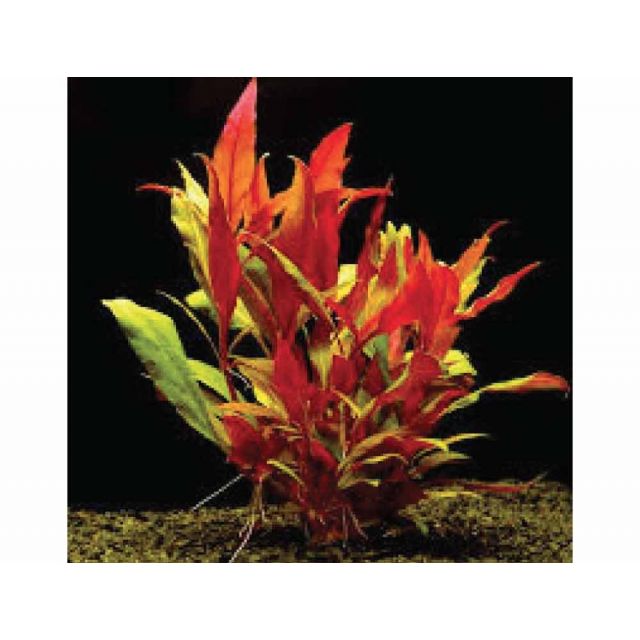 Alternanthera reineckii "rosaefolia"