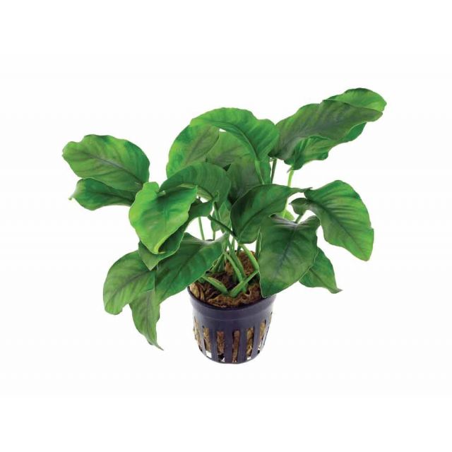 Anubias barteri var. barteri