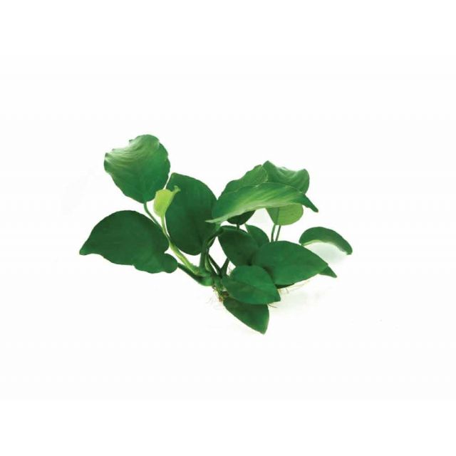 Anubias barteri var. round leaf